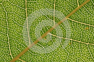 Texture, background of leaf