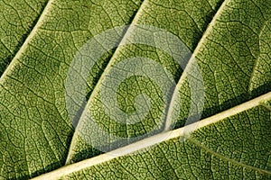 Texture, background of leaf