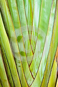 Texture background of the leaf stalk