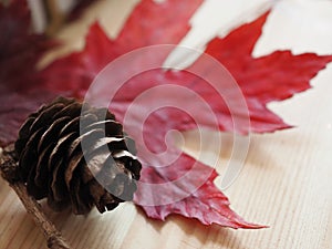 Texture background of Maple leaf and pine cones , red ans browncolors