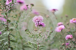 Garden autumn flowers