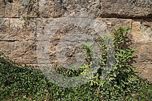 Texture background of old natural stone brick wall in yellow with joint, rough surface and green plant