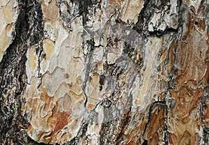 Texture background old pine tree bark