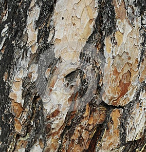 Texture background old pine tree bark