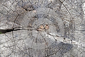 texture background old tree stump nature grey