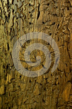 Texture and background old tree.