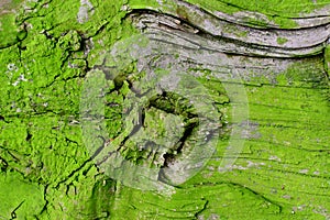 Texture, background of an old wet board. Green moss on wood.