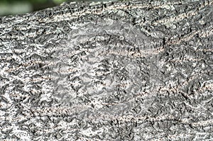 Texture, background, pattern. Cow of asp. Close-up of a very detailed aspen bark on a tree Element for design. Nature wood