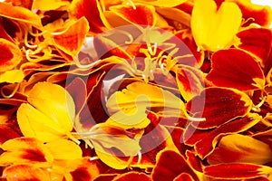 Texture background. Pattern of flower petals. Calendula are very important in Nepalese culture, where garlands for marigolds are