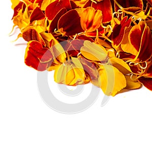 Texture background. Pattern of flower petals. Calendula are very important in Nepalese culture, where garlands for marigolds are