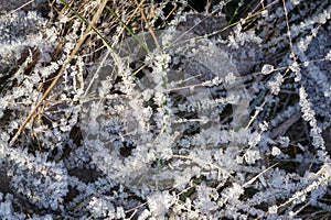 Texture background, pattern. Frost on the sprigs of grass. a deposit of small white ice crystals formed on the ground or other