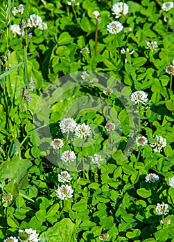 Texture, background,   pattern, grass on the lawn, green saturated color. motley grass