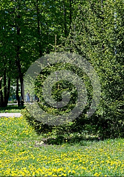 Texture, background,   pattern, grass on the lawn, green saturated color. motley grass