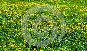 Texture, background, pattern, grass on the lawn, green saturated color. motley grass