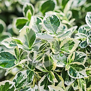 Texture, background, pattern of green and white leaves of Euonymus fortunei Emerald Gaiety with rain drops photo