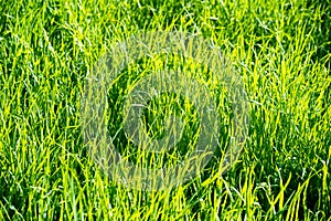 Texture, background, pattern. Lawn is green overgrown waiting for a haircut with a big grass.