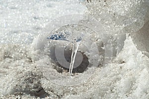 Texture, background, pattern. The spring snow melts. The beginning of a warm season, spring. Melting snow on the ground in the ci