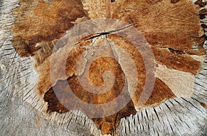 Texture background recently cut Willow tree stump close up