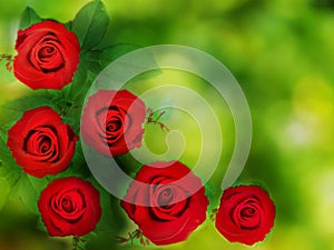 Texture background red roses and green leaf on green bokeh