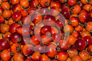 Texture/background of ripe rosehip berries. Rosehip May or rosehip cinnamon Latin: Rosa majalis