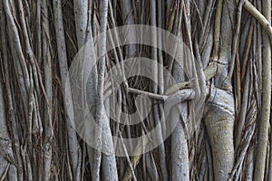 Texture background of root tree