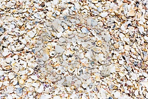 Texture background of seashells colored on seashore tropics