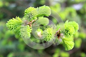 Texture background spruce green young photo