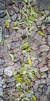 Texture Background Stone Floor