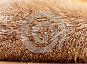 Texture background striped red cat fur, wool closeup