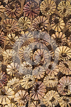 Texture background of sun-dried sea urchins, Thailand