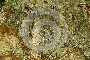 Texture and background of the surface sandstone mountain.