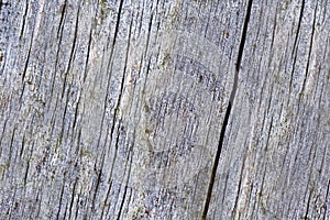 Texture background tree