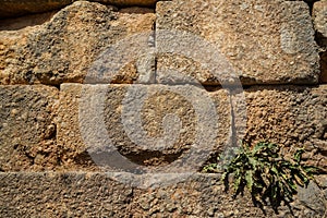 Texture background of weathered old natural hard stone brick wall in yellow with joint, rough surface and green plant