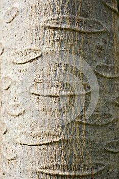 Texture on the bark.