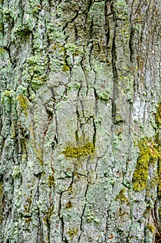Texture of bark of ancient mighty oak tree trunk with moss and lichen