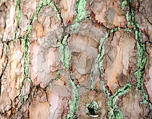 The texture of the bark. Background image. Natural.