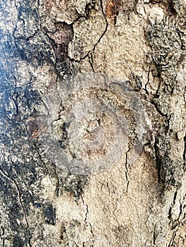 The texture of the bark of chestnu