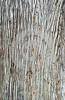 texture of the bark Cupressus