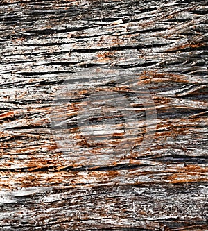 Texture, Bark, Cypress Tree, silver-ish in color