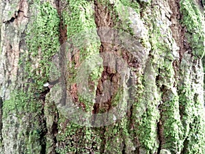 texture of the bark of a decades-old Tamarindus indica tree