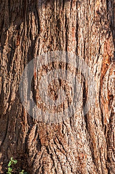 Texture of the bark of Giant Sequoiadendron tree