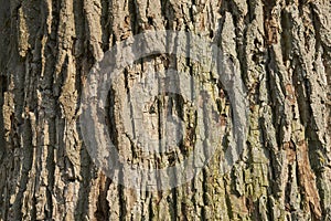 Texture bark of large oak tree in bright sunlight