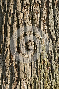 Texture bark of large oak tree in bright sunlight portrait