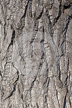 Texture of the bark of a living tree