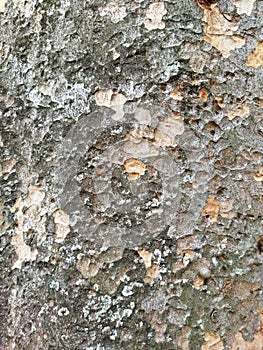 The texture of the bark with many cuts that form a unique pattern. The brownish color combines with the blackened mushroom. photo