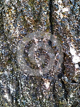 texture of the bark of the momiji tree in a Japanese garden photo