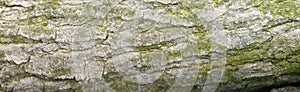 texture of the bark of oak with green moss. Panoramic photo of the oak