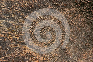Texture of the bark of an old big tree