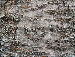 The texture of the bark of an old cherry.
