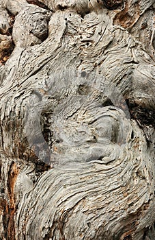 Texture of bark of old juniper.